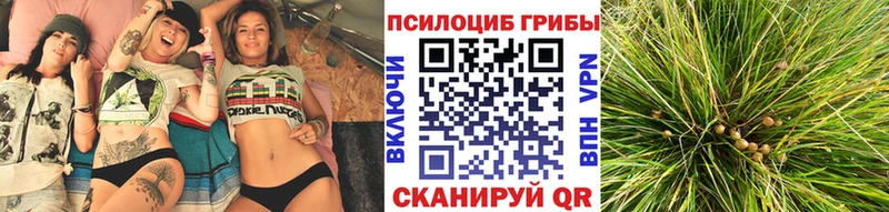 Псилоцибиновые грибы мицелий  Шацк 